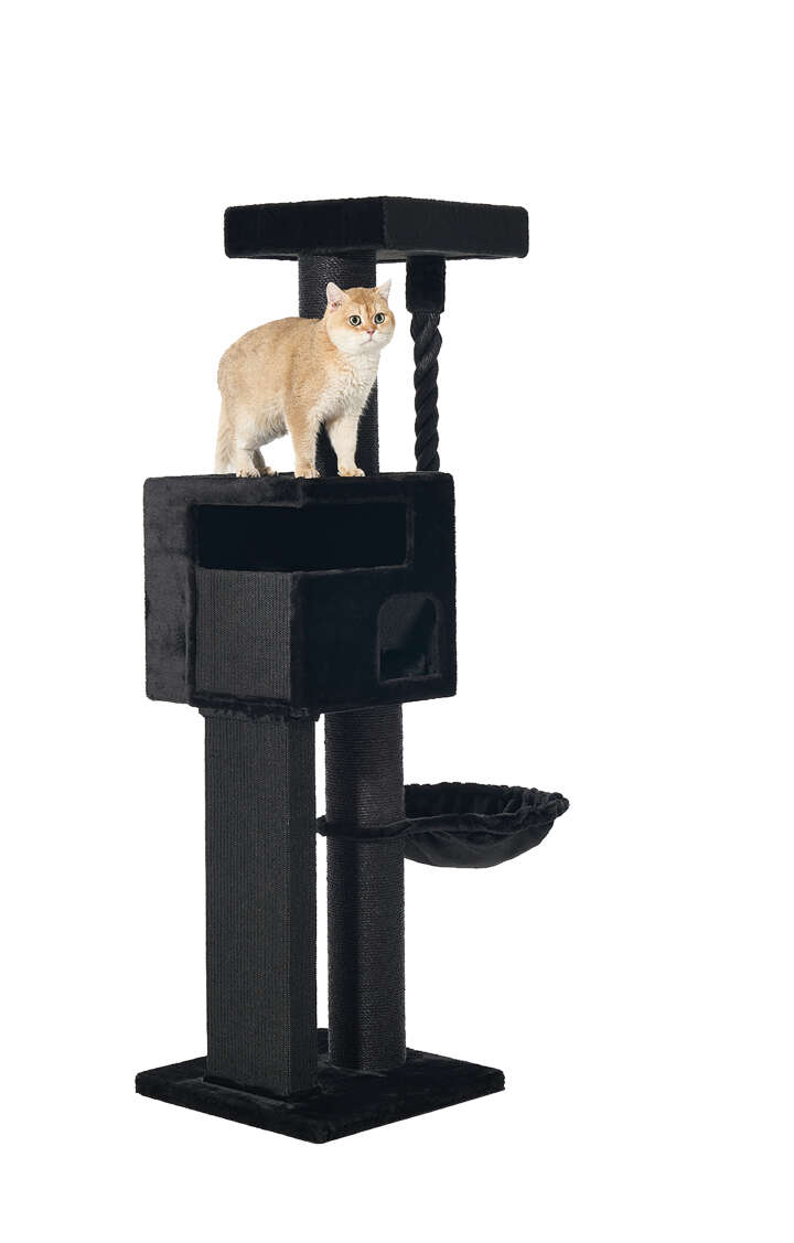 Nobby Kratzbaum Yoan